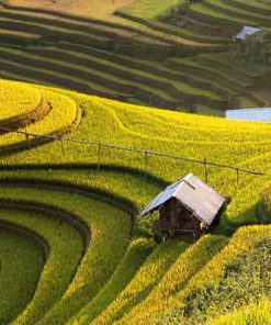 Tour Mù căng chải – Suối giàng – Tú lệ – Mùa lúa chín
